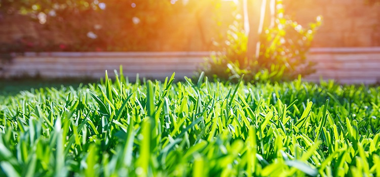 How to Get the Best Lawn in Your Neighborhood
