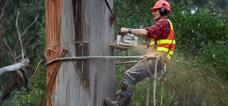 Tips to Hire Professional Tree Removal Services in Melbourne