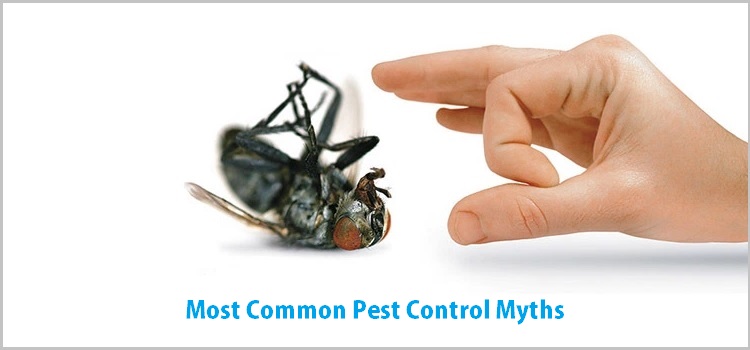 Common Pest Control Myths That You Should Ignore