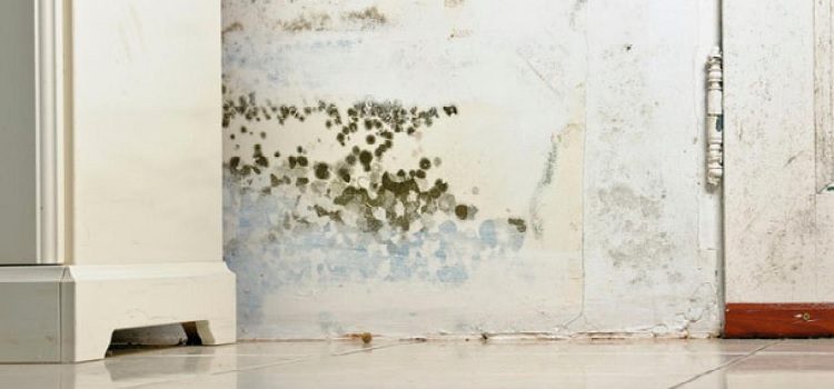 Mold in home Walls