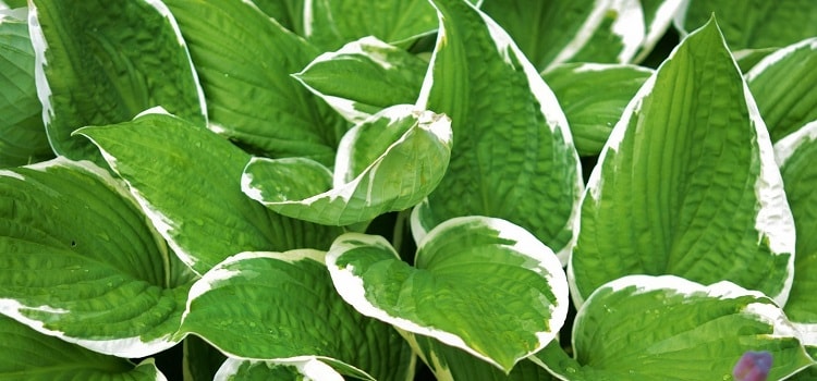 Fragrant Hosta Plants