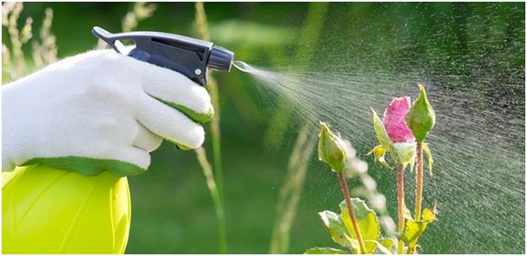 Pest Controlling Tips for Your Home Garden
