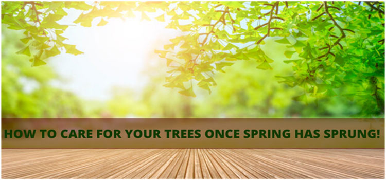 How to Care for Your Trees Once Spring Has Sprung!