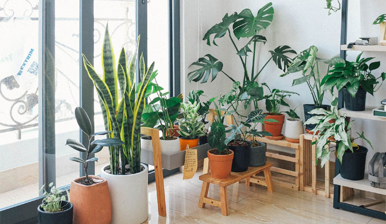 Best Indoor Plants for the Office
