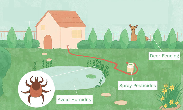 How Can You Get Rid Of Ticks From Your Home And Yard?