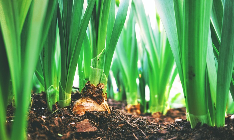 10 Tips to Keep Your Home Garden Healthy