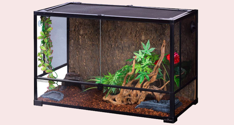 Decor of Ball Python Snake