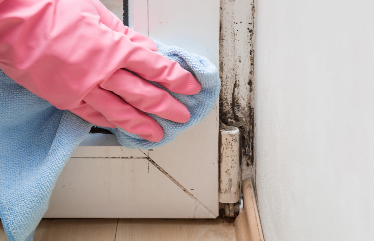 how to remove mold from wood