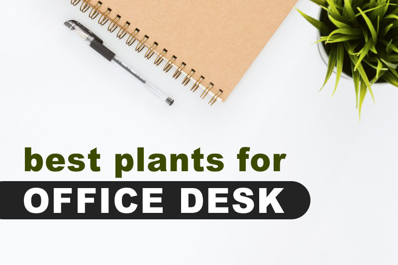 3 of the Best Plants for Your Office Desk