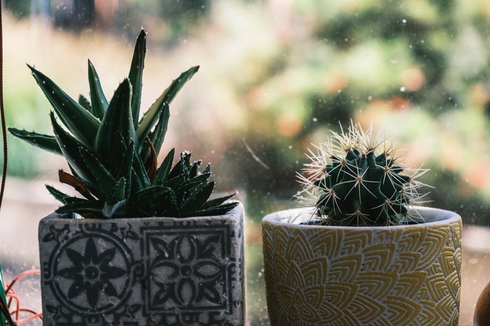 cacti plant for office desk