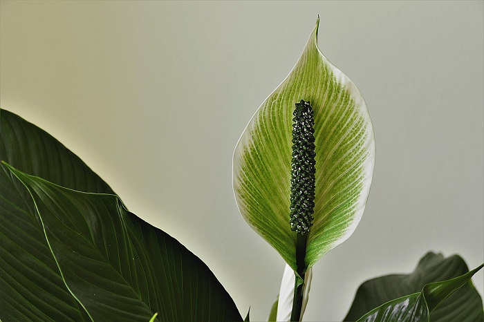peace lilly office desk plant