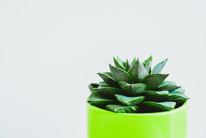 succulents plant for office desk