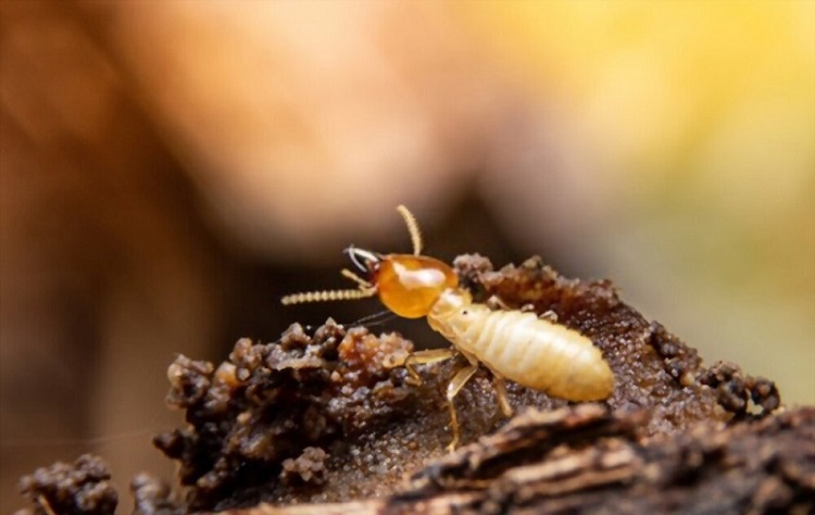 termite control