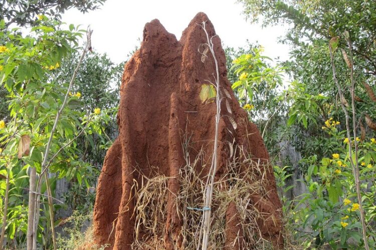 what to do for termite your house garden area