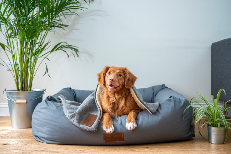 How to Care for Your Dog in a Small Apartment?