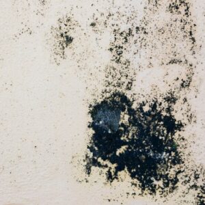 How to Identify Black Mold in Your House: All You Need to Know