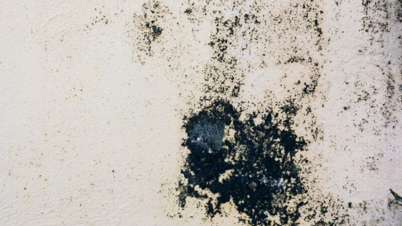 How to Identify Black Mold in Your House: All You Need to Know