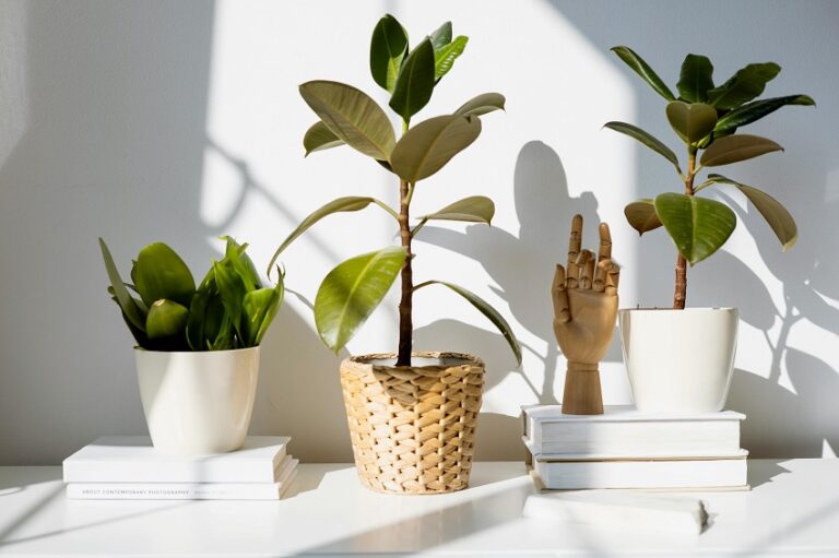 Picture of Biophilic Interior Design Ideas for Health and Well-being