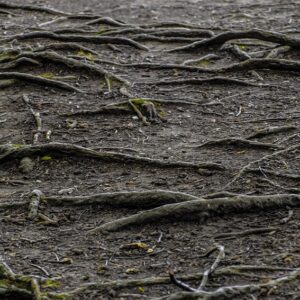 Clear Indications that Overgrown Tree Roots May be Causing Your Blocked Drains