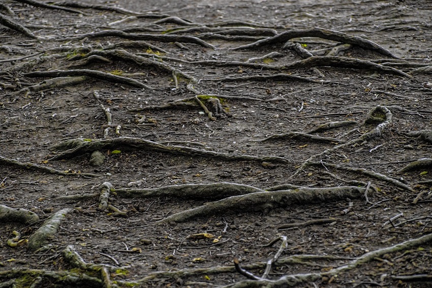 tree roots blocked drain