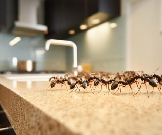 ant killer spray | ant trap