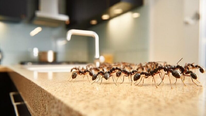 Best Ant Sprays and Bait Traps
