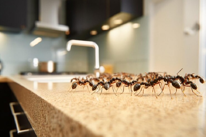 Reasons Why Do Ants Come Into Your House